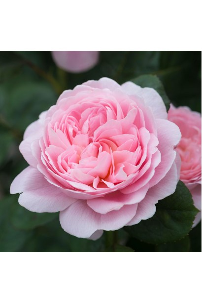 Троянда англійська біло-персикова крупним планом